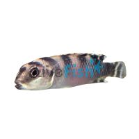 Nanochromis Transvestitus 2.5cm