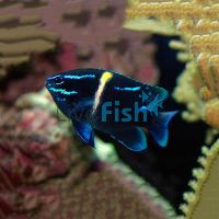 Javanese Blue Streak Damselfish - Medium