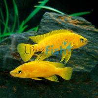 Lemon Cichlid 5cm