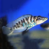 Altolamprologus Fasciatus 5cm