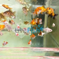 9x Nymph Goldfish 8-9cm