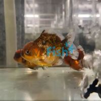 Oranda Calico Short Tail 12cm