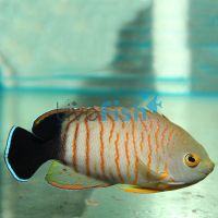 Orange-Lined Angelfish - Medium