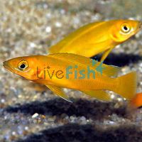 Orange Lemon Cichlid 6cm