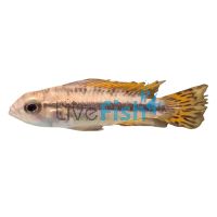 Pair Double Red - Apistogramma Cacatuoides 3cm