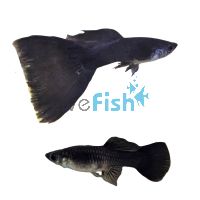 Pair Full Black Guppy 3.5cm