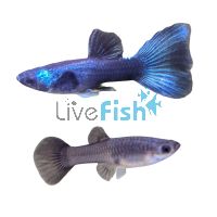 Pair Moscow Green Guppy 3.5cm