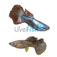 Pair Red Dragon Guppy 3.5cm
