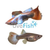 Pair Santa Claus Guppy 3.5cm