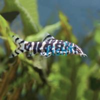 Pakistani Reticulate Loach 4cm