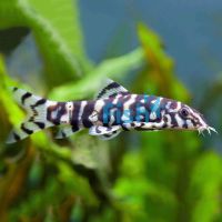 Pakistani Reticulate Loach 7cm