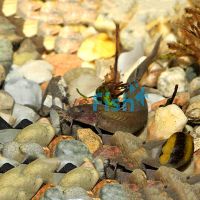 Black Kuhli Loach 5cm