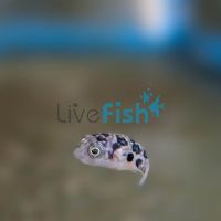 Pea Puffer 1cm