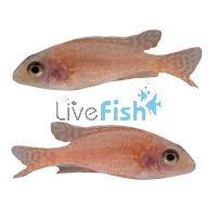 Peacock Cichlid Fire Fish 5cm
