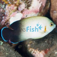 Pearlscale Angelfish - Medium