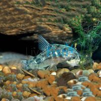 Peppered Corydoras 3.5cm