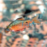 Male Rosy Barb 5cm