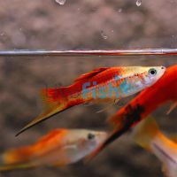 Pineapple Swordtail 5cm