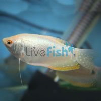 Platinum Gourami XL 9cm