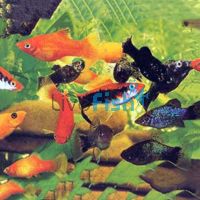 Assorted Platy 4cm