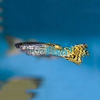 Assorted Male Cobra Guppy 3.5cm