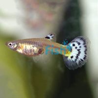 Assorted Female Guppy 3.5cm