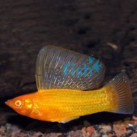 Assorted Male Sailfin Molly 6.5cm