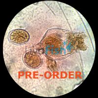 Live Rotifers Fresh / Brackish 200K - Small Strain (PRE-ORDER)