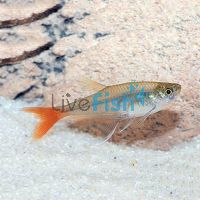 Glass Bloodfin Tetra 3.5cm