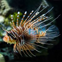 Antennata Lionfish - Medium