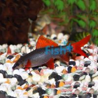 Rainbow Shark 5cm