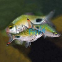 RedFin Black Spot Barb 4cm