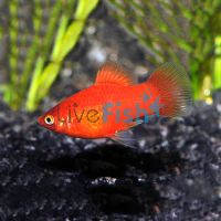 Red Platy 4cm