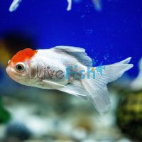 Red Cap Oranda 9cm
