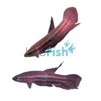 Betta Red Wine 4cm