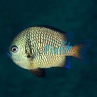 Reticulate Damselfish - Medium