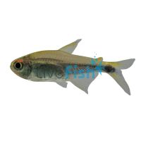 Rio Metae Purple Tetra - Wild Caught 3cm 