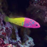 Bicolour Dottyback - Medium