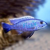 Electric Blue 4cm 