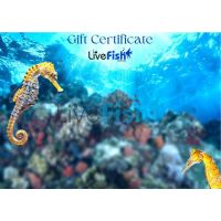 Sea Horse Gift Card