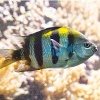 Sergeant Major Damselfish - Medium