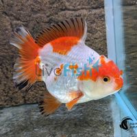 Short Tail Oranda 9cm