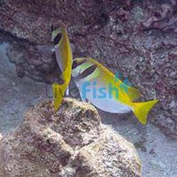 Double Bar Rabbitfish - Medium