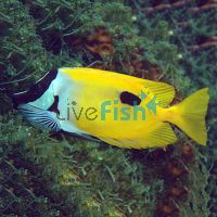 Foxface Rabbitfish - Medium