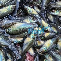30x Silver Perch 2.5-3cm