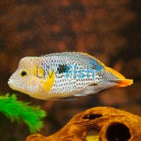 Silver Saum 5cm - Aequidens Rivulatus White Edged