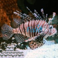 Volitan Lionfish - Medium