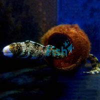 Snowflake Moray Eel - Medium
