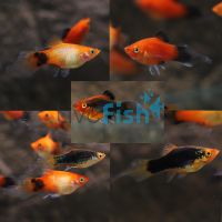 Assorted Speartail Platy 4cm