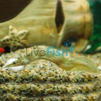 Spiney Eel 12cm